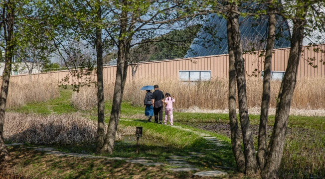 마른 갈대밭 사이 습지 데크길을 우산을 든 가족이 함께 걷는 봄날 풍경