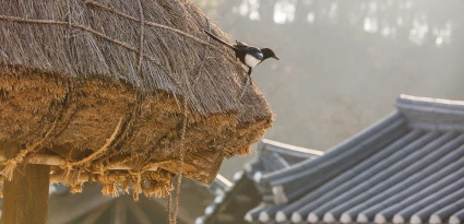 까치 한 마리가 초가지붕 처마 끝에 내려앉고, 뒤로 기와지붕과 안개 낀 숲이 어렴풋이 보인다