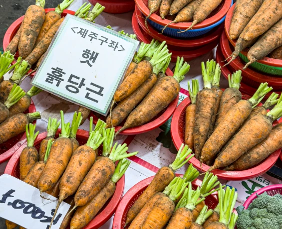 제주 구좌산 햇 흙당근을 흙이 묻은 채 줄기째 소쿠리에 담아 진열한 모습