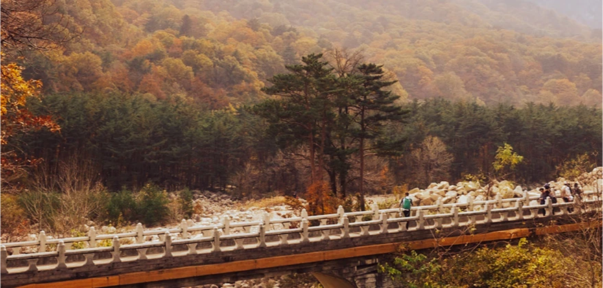 단풍 든 산자락을 배경으로 돌난간 다리를 건너는 등산객들과 우뚝 솟은 소나무 한 그루
