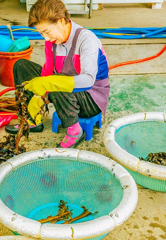 분홍 앞치마를 두른 사장이 둥근 수조 옆에서 생미역을 손질하는 모습