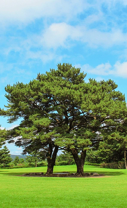 푸른 하늘과 넓은 잔디밭을 배경으로 수령 350년 부부송 소나무 두 그루가 우뚝 선 상효원 전경