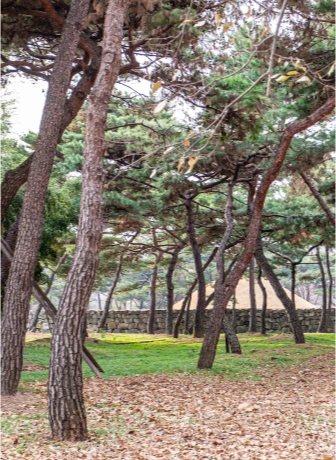 비스듬히 자란 소나무가 우거진 수로왕릉의 솔숲, 낙엽 깔린 길과 돌담