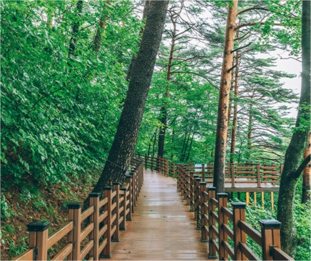 울창한 여름 숲 사이로 곧게 이어진 나무 데크 산책로와 키 큰 소나무들
