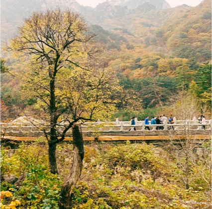 가을빛으로 물든 산 사이 다리를 줄지어 건너는 등산객들과 앞쪽에 선 앙상한 나무 한 그루