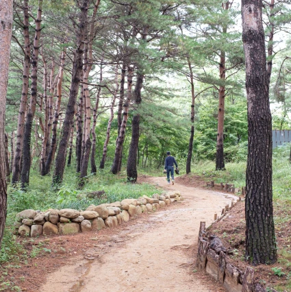 돌담을 두른 소나무 숲길로 한 사람이 걸어 들어가는 한적한 산책로 풍경