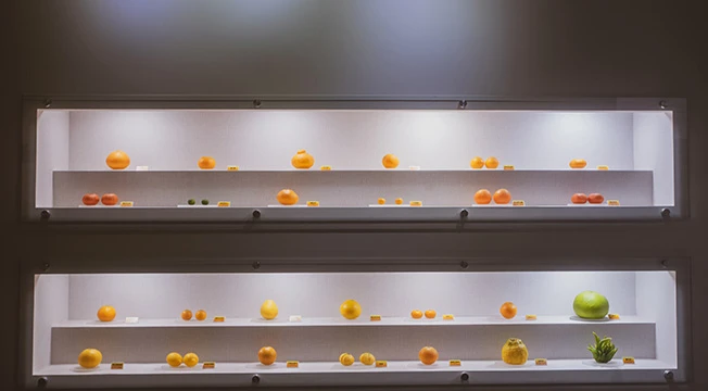 조명을 받은 진열대에 다양한 종류의 감귤과 귤 표본이 줄지어 전시된 감귤박물관 내부