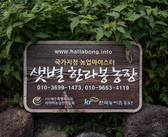 국가지정 농업마이스터 샛별 한라봉농장이라 적힌 나무 간판이 풀숲 앞 돌담 위에 걸려 있는 모습