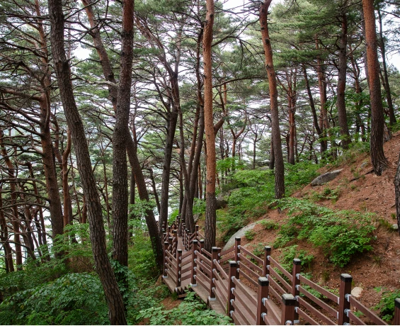 곧게 뻗은 소나무 숲 비탈을 따라 난 원목 계단 산책로가 굽이쳐 내려가는 모습