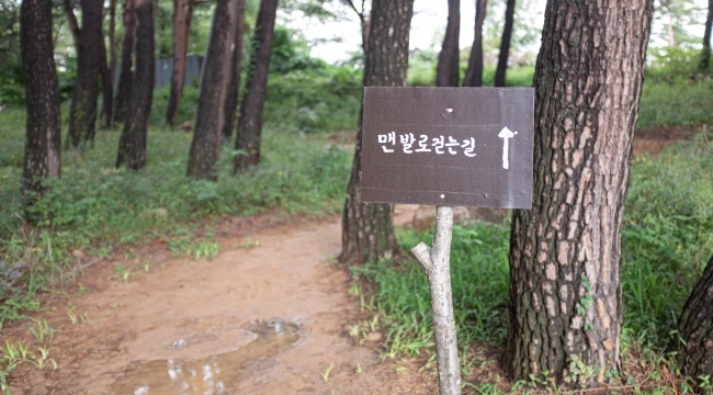 소나무 숲 흙길 옆에 맨발로 걷는 길임을 알리는 갈색 화살표 안내판이 세워진 모습