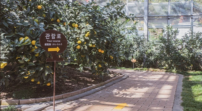 감귤나무가 늘어선 온실 관람로에 관람로 안내 표지판이 세워진 감귤박물관 산책길