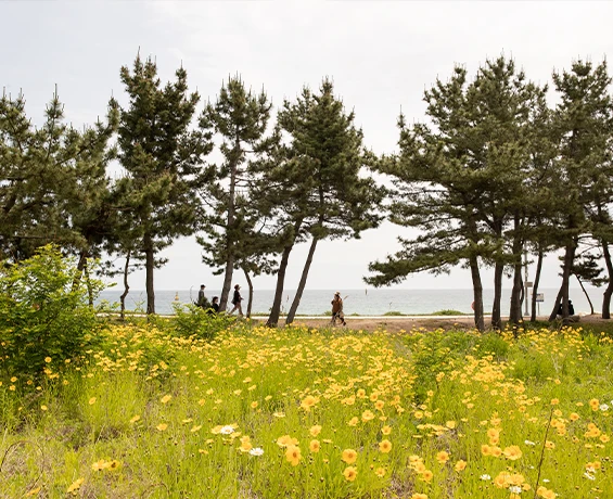 노란 금계국이 흐드러진 들판 너머 해송 숲 사이로 사람들이 거닐고 그 뒤로 바다가 펼쳐진 풍경