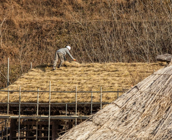 안전모를 쓴 작업자가 비계를 딛고 초가지붕 위에 올라 새 볏짚을 고르게 펴며 이엉이기 작업을 하고 있다