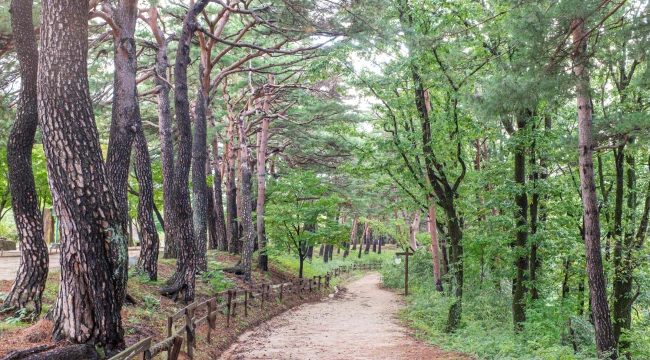 소나무와 단풍나무가 어우러진 숲 사이로 낮은 울타리를 두른 산책로가 이어진 풍경